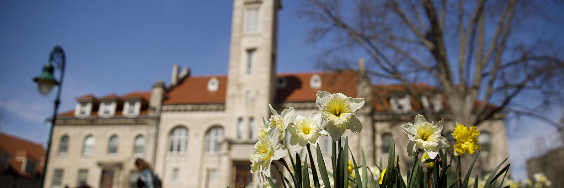 IU Bloomington Student Building in the background, out of focus. In the foreground, blooming daffodils.